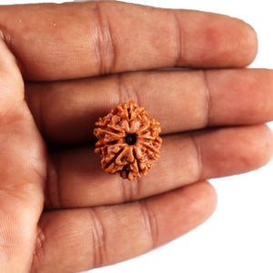 8 Mukhi Nepalese Rudraksha - Bead No. 431