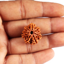 Load image into Gallery viewer, 8 Mukhi Nepalese Rudraksha - Bead No.404
