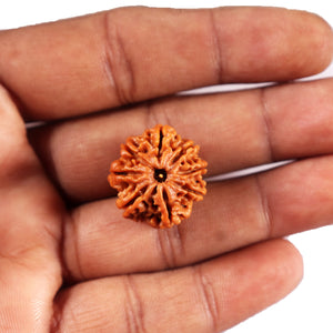 8 Mukhi Nepalese Rudraksha - Bead No.428