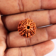 Load image into Gallery viewer, 8 Mukhi Nepalese Rudraksha - Bead No. 433
