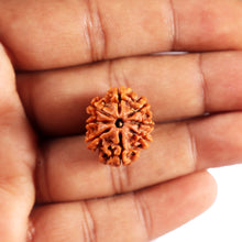 Load image into Gallery viewer, 8 Mukhi Nepalese Rudraksha - Bead No. 395
