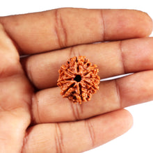 Load image into Gallery viewer, 8 Mukhi Nepalese Rudraksha - Bead No. 415
