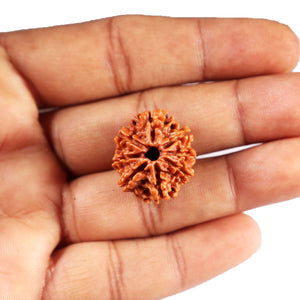 8 Mukhi Nepalese Rudraksha - Bead No. 415