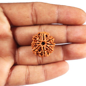 8 Mukhi Nepalese Rudraksha - Bead No. 410