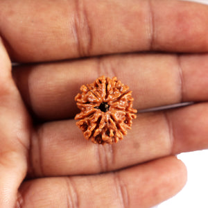 8 Mukhi Nepalese Rudraksha - Bead No. 432