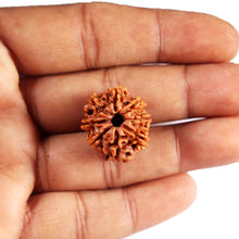 Load image into Gallery viewer, 8 Mukhi Nepalese Rudraksha - Bead No. 412
