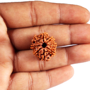 8 Mukhi Nepalese Rudraksha - Bead No. 412