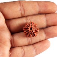 Load image into Gallery viewer, 8 Mukhi Nepalese Rudraksha - Bead No. 396
