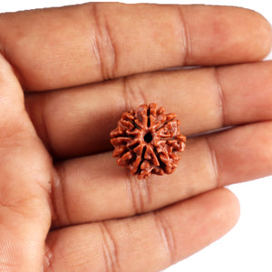 8 Mukhi Nepalese Rudraksha - Bead No. 396