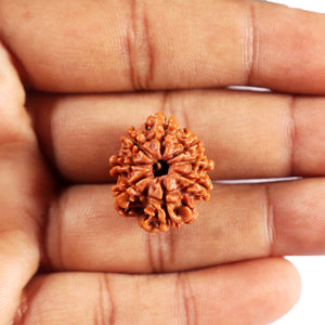 8 Mukhi Nepalese Rudraksha - Bead No. 394