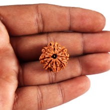 Load image into Gallery viewer, 8 Mukhi Nepalese Rudraksha - Bead No. 430
