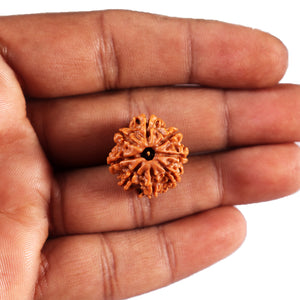 8 Mukhi Nepalese Rudraksha - Bead No. 430