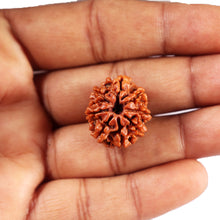 Load image into Gallery viewer, 8 Mukhi Nepalese Rudraksha - Bead No. 409
