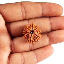 Load image into Gallery viewer, 8 Mukhi Nepalese Rudraksha - Bead No.411
