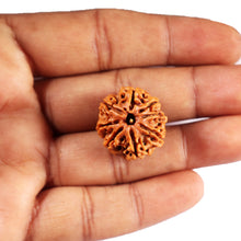 Load image into Gallery viewer, 8 Mukhi Nepalese Rudraksha - Bead No. 417
