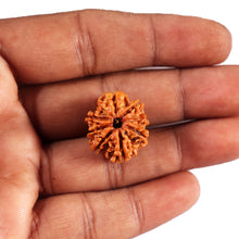 Load image into Gallery viewer, 8 Mukhi Nepalese Rudraksha - Bead No.429
