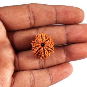 8 Mukhi Nepalese Rudraksha - Bead No.429