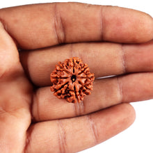 Load image into Gallery viewer, 8 Mukhi Nepalese Rudraksha - Bead No.  418
