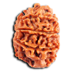 8 Mukhi Nepalese Rudraksha - Bead No. 394