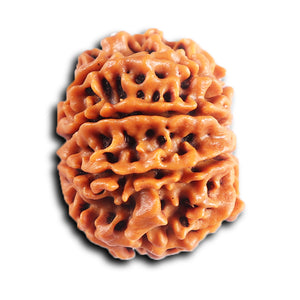 8 Mukhi Nepalese Rudraksha - Bead No. 410