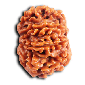 8 Mukhi Nepalese Rudraksha - Bead No. 412