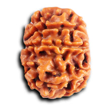 Load image into Gallery viewer, 8 Mukhi Nepalese Rudraksha - Bead No.411
