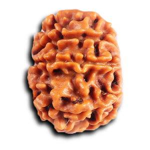 8 Mukhi Nepalese Rudraksha - Bead No.411