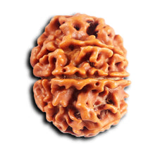 Load image into Gallery viewer, 8 Mukhi Nepalese Rudraksha - Bead No. 402
