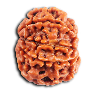 8 Mukhi Nepalese Rudraksha - Bead No. 395