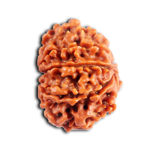 8 Mukhi Nepalese Rudraksha - Bead No. 394