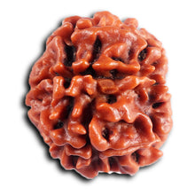 Load image into Gallery viewer, 8 Mukhi Nepalese Rudraksha - Bead No. 396
