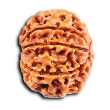 Load image into Gallery viewer, 8 Mukhi Nepalese Rudraksha - Bead No. 417
