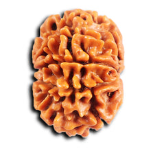 Load image into Gallery viewer, 8 Mukhi Nepalese Rudraksha - Bead No. 400
