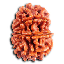 Load image into Gallery viewer, 8 Mukhi Nepalese Rudraksha - Bead No. 397
