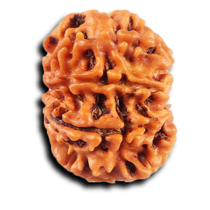 8 Mukhi Nepalese Rudraksha - Bead No.429