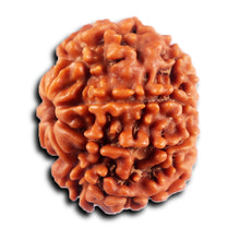 Load image into Gallery viewer, 8 Mukhi Nepalese Rudraksha - Bead No. 433
