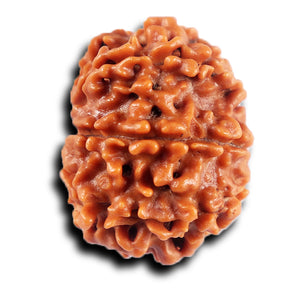 8 Mukhi Nepalese Rudraksha - Bead No. 432