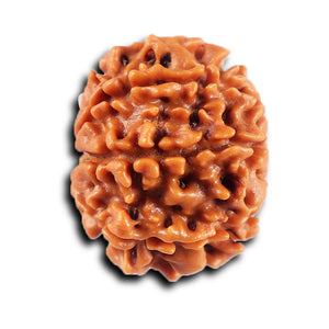 8 Mukhi Nepalese Rudraksha - Bead No. 430