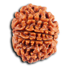 Load image into Gallery viewer, 8 Mukhi Nepalese Rudraksha - Bead No. 431
