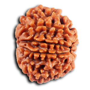 8 Mukhi Nepalese Rudraksha - Bead No. 431