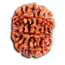 Load image into Gallery viewer, 8 Mukhi Nepalese Rudraksha - Bead No. 409
