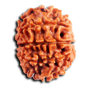 8 Mukhi Nepalese Rudraksha - Bead No. 415