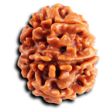 Load image into Gallery viewer, 8 Mukhi Nepalese Rudraksha - Bead No.404
