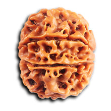 Load image into Gallery viewer, 8 Mukhi Nepalese Rudraksha - Bead No. 417
