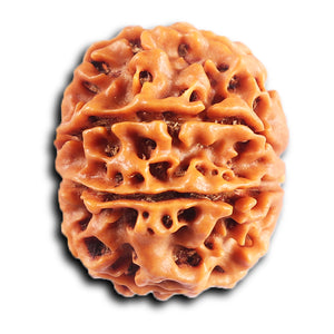 8 Mukhi Nepalese Rudraksha - Bead No. 417