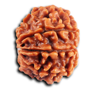 8 Mukhi Nepalese Rudraksha - Bead No. 431