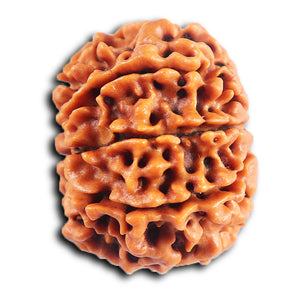 8 Mukhi Nepalese Rudraksha - Bead No. 410