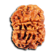 Load image into Gallery viewer, 8 Mukhi Nepalese Rudraksha - Bead No.429
