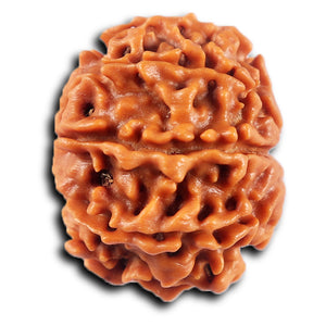 8 Mukhi Nepalese Rudraksha - Bead No. 430