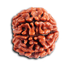 Load image into Gallery viewer, 8 Mukhi Nepalese Rudraksha - Bead No. 396
